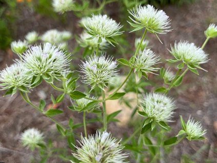 Máta horská  Pycnanthemum flexuosum