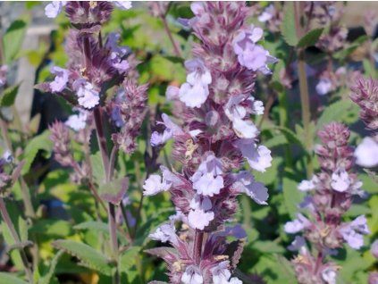 Šanta 'Leeds Castle' - Nepeta 'Leeds Castle'  Nepeta 'Leeds Castle'