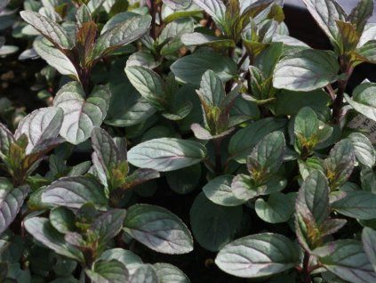 Máta klasnatá 'Black Spearmint' - Mentha spicata 'Black Spearmint'  Mentha spicata 'Black Spearmint'