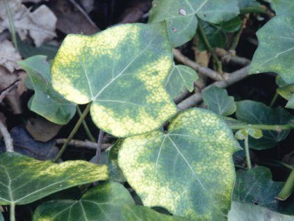 Břečťan popínavý 'Angularis Aurea' - Hedera helix 'Angularis Aurea'  Hedera hibernica 'Angularis Aurea'