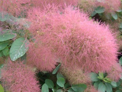 Ruj vlasatá 'Candy Floss'  Cotinus coggygria 'Candy Floss'