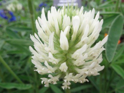 Jetel bledožlutý - Trifolium ochroleucum  Trifolium ochroleucum