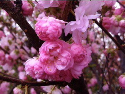 Mandloň trojlaločná 'Multiplex'  Prunus triloba 'Multiplex'