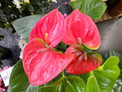 Toulitka Andréova 'Sweet Dream'  Anthurium andreanum 'Sweet Dream'