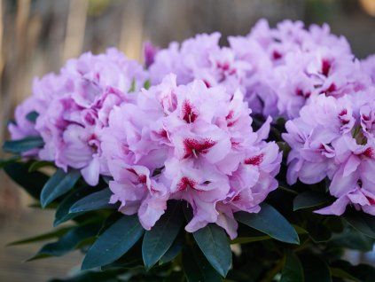 Rododendron Hortinno XXL 'Lila Flame'  Rhododendron Hortinno XXL 'Lila Flame'