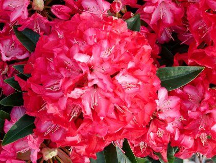 Rododendron Hortinno XXL 'Red Dragon'  Rhododendron Hortinno XXL 'Red Dragon'