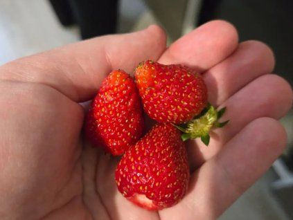 Jahodník 'Sweet Eve' - stáleplodící  Fragaria 'Sweet Eve'