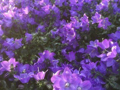 spring bell