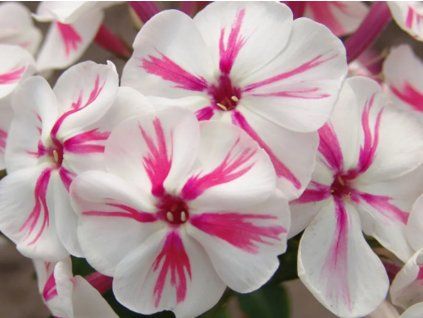 Plaménka latnatá 'Twister' - Phlox paniculata 'Twister'  Phlox paniculata 'Twister'