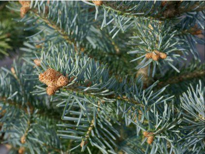 Jedle plstnatoplodá 'Jan Pavel'  Abies lasiocarpa 'Jan Pavel'