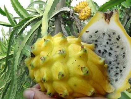 Pitaya žlutá - dračí ovoce  Selenicereus megalanthus