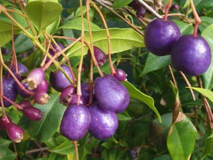 Syzygium oleosum  Syzygium oleosum