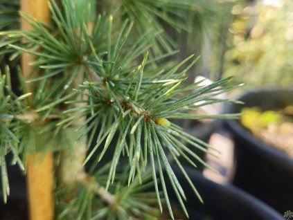 Cedr himalájský 'Simla'  Cedrus deodara 'Simla'
