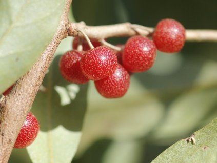 Hlošina okoličnatá 'Sweet and Tart'  Elaeagnus 'Sweet and Tart'