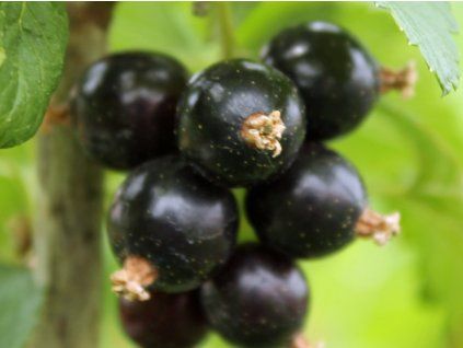 Rybíz 'Hedda'  Ribes 'Hedda'
