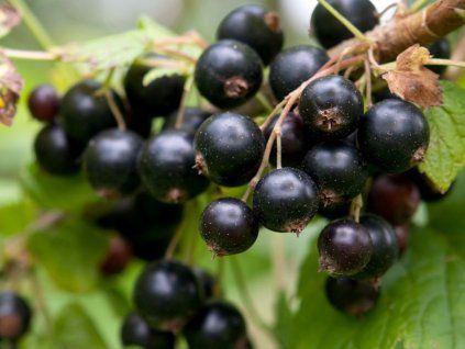 Rybíz 'Tenah'  Ribes nigrum 'Tenah'