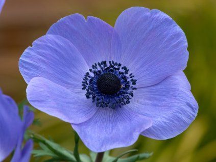 harmony blue