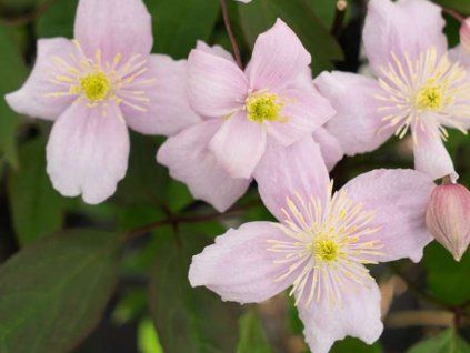 fragrant