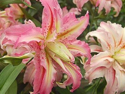 Lilie 'Broken Heart'  Lilium 'Broken Heart'