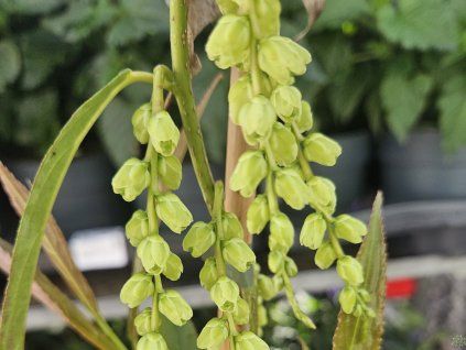 Ocasatec 'Fairytale'  Stachyurus salicifolius 'Fairytale'
