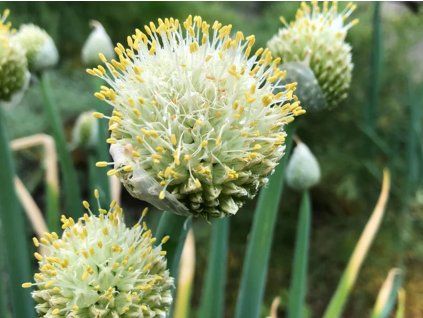 Cibule zimní sečka - Allium fistulosum  Allium fistulosum