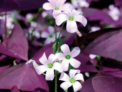 Šťavel trojhranný  Oxalis triangularis
