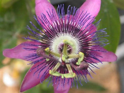 violacea