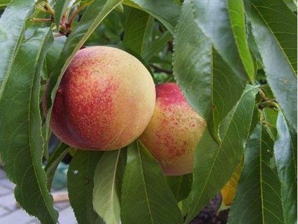Nektarinka zakrslá 'Balkonela' - kontejner  Prunus persica 'Balkonela'
