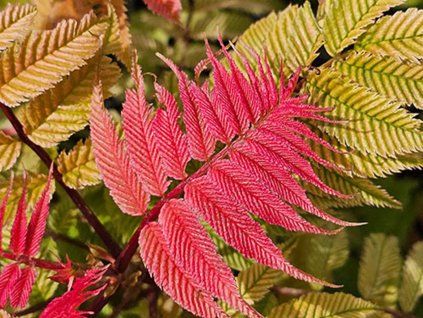 Tavolníkovec jeřábolistý 'Crimson Feather'  Sorbaria sorbifolia 'Crimson Feather'