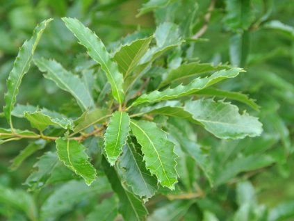 castane