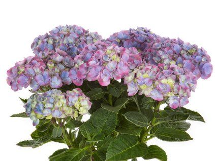 Hortenzie velkolistá 'HI Island Purple'  Hydrangea macrophylla 'HI Island Purple'