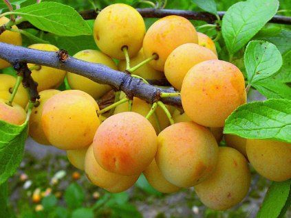 Mirabelka 'Nancyská' - kontejner  Prunus domestica subsp. syriaca 'Nancyská'