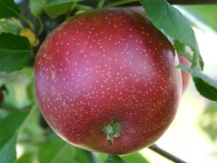 Jabloň 'Summerred' - kontejner  Malus domestica 'Summerred'