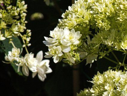 Hydrangea arborescens Hovaria® 'Hayes Starburst' (1)