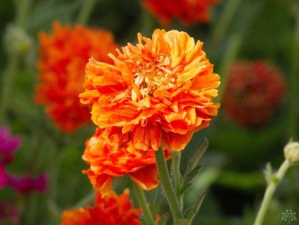 Geum Tempo Orange 'Pumpkin Orange' (2)