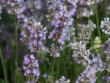 Levandule úzkolistá 'Blusette' - Lavandula angustifolia 'Bluesette'  Lavandula angustifolia 'Blusette'