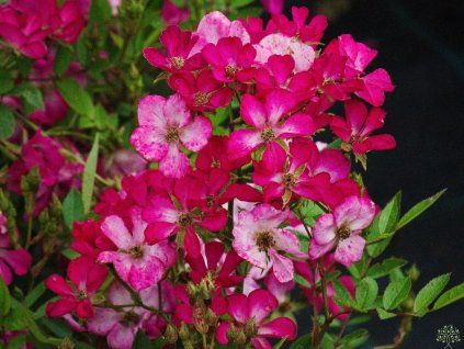 Růže 'Bloomie'  Rosa 'Bloomie'