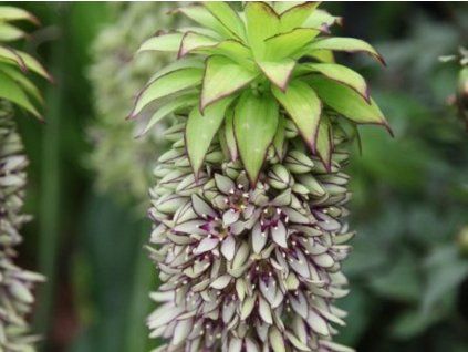 Chocholatice dvoubarevná  Eucomis bicolor