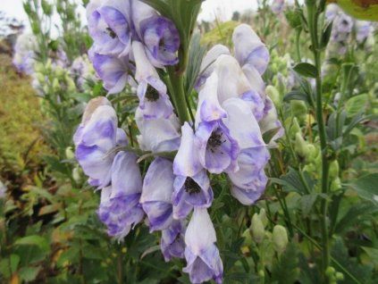 Oměj Carmichaelův 'Cloudy' - Aconitum carmichaelii 'Cloudy'  Aconitum carmichaelii 'Cloudy'