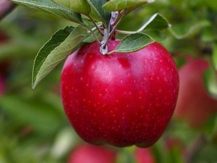 Jabloň 'Red Delicious'  Malus domestica 'Red Delicious'
