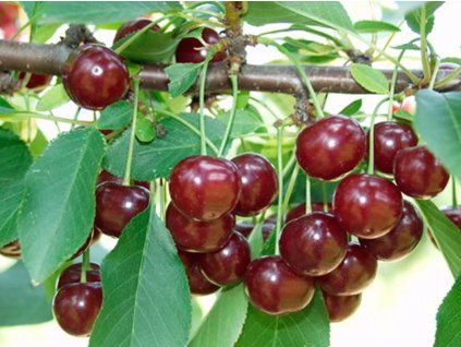 Višeň 'Cigány meggy 7'  Prunus cerasus 'Cigány meggy 7'