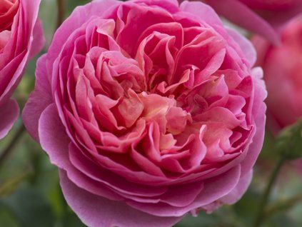 Růže 'Boscobel®'  Rosa 'Boscobel®'