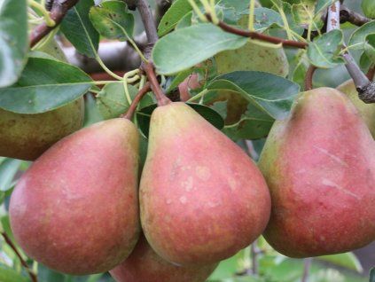 Hrušeň 'Gräfin Gepa'  Pyrus communis 'Gräfin Gepa'