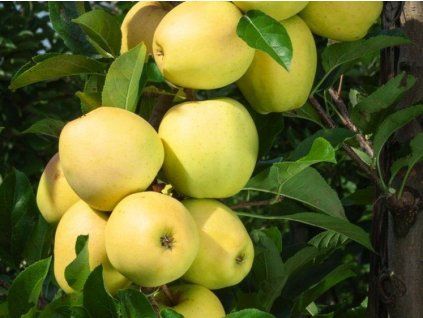 Jabloň 'Biogolden'  Malus domestica 'Biogolden'