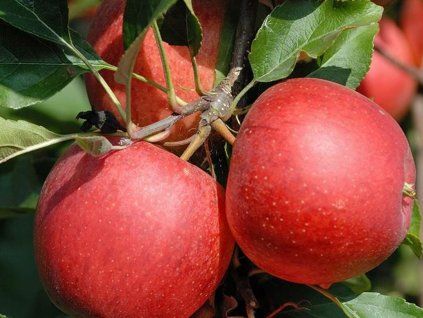 Jabloň 'Gala Wildfire'  Malus domestica 'Gala Wildfire'