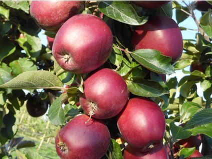 Jabloň sloupovitá 'Tigawa'  Malus domestica 'Tigawa'