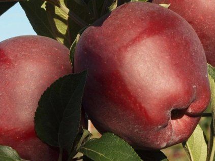 Jabloň 'Red Cap'  Malus domestica 'Red Cap'