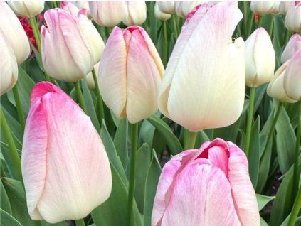 Tulipán 'Supri Erotic'  Tulipa 'Supri Erotic'