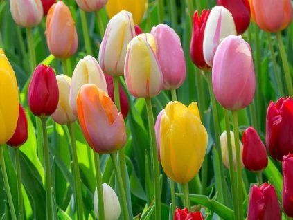 Tulipán jednoduchý pozdní - mix  Tulipa Single Late - mix