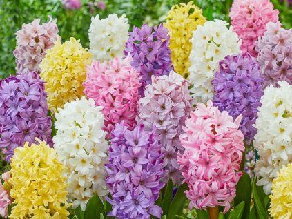 Hyacint plnokvětý mix – vonná směs  Hyacinthus orientalis Double mix